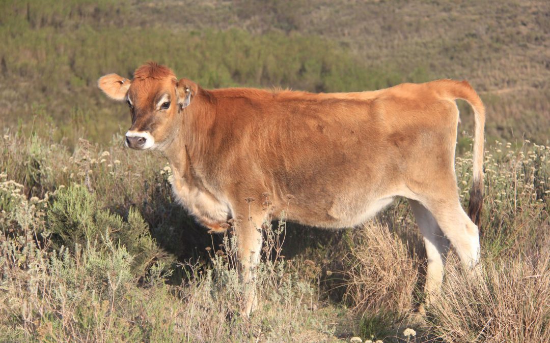 Jersey Heifers in Western Cape