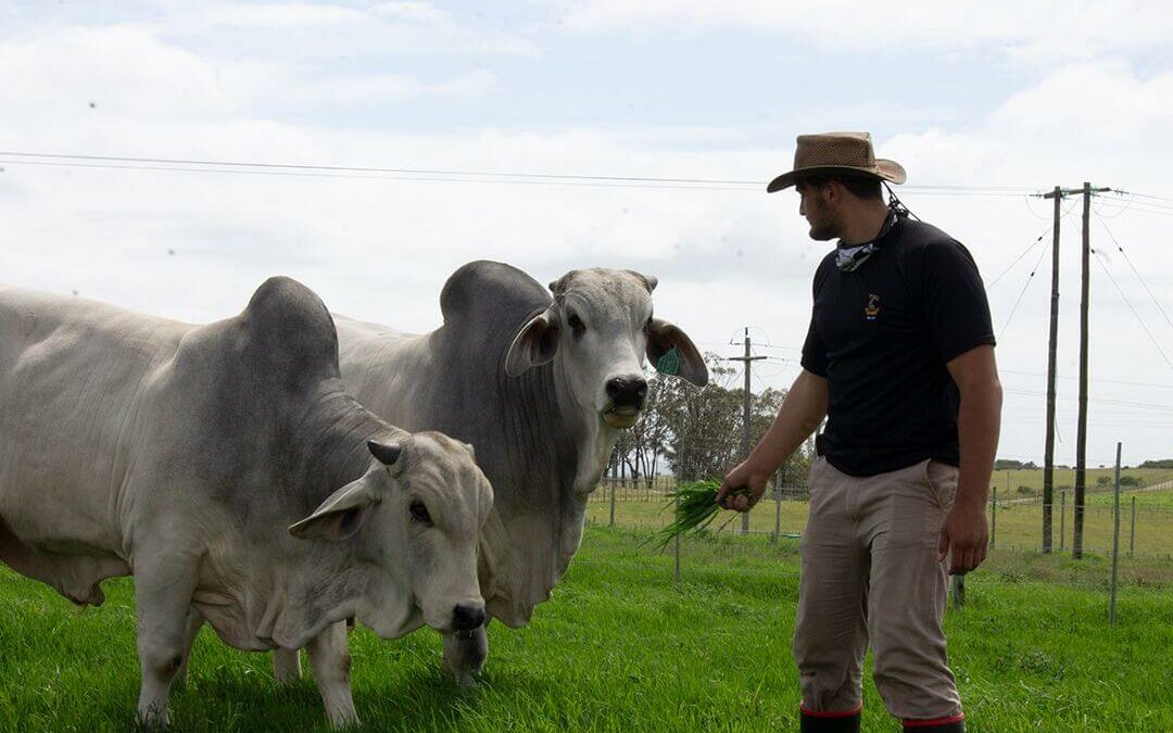 Beef gallery 2024
