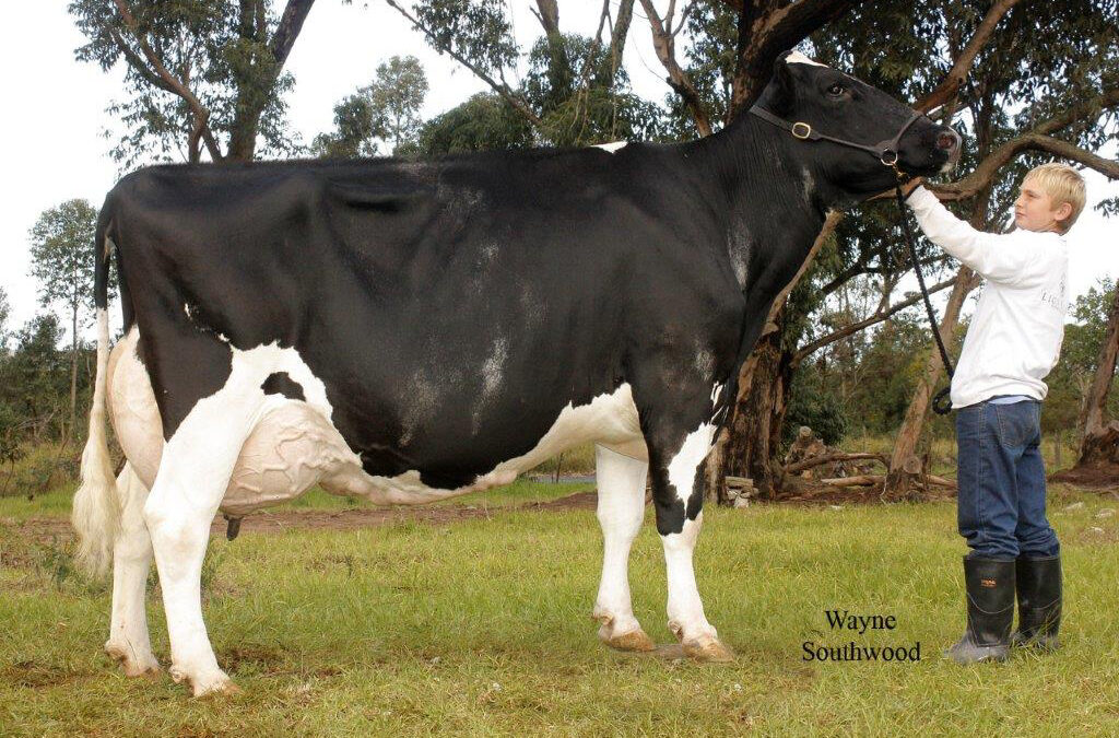 91 year old Wait and See Holsteins